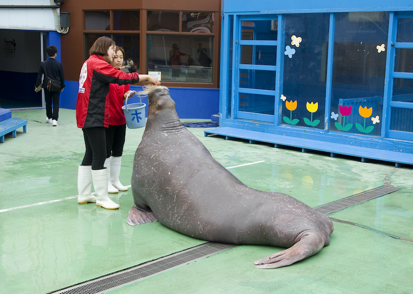 Arctic marine mammals