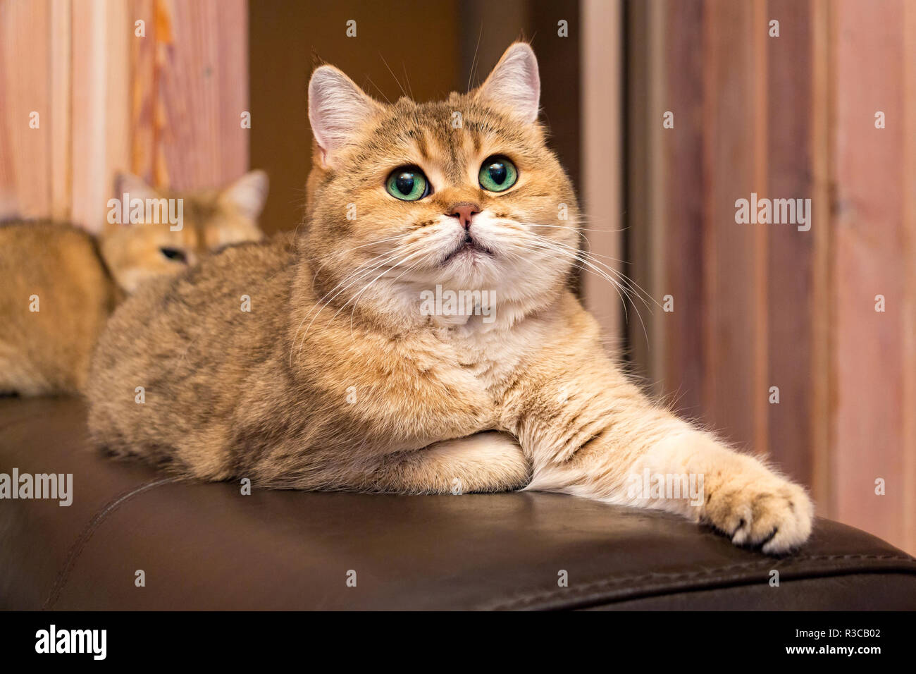 Cat’s Gold: Meaning, History, Uses, and Hidden Value