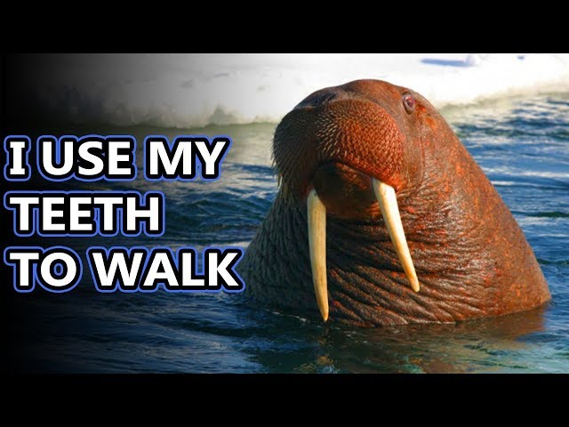 walrus diet
