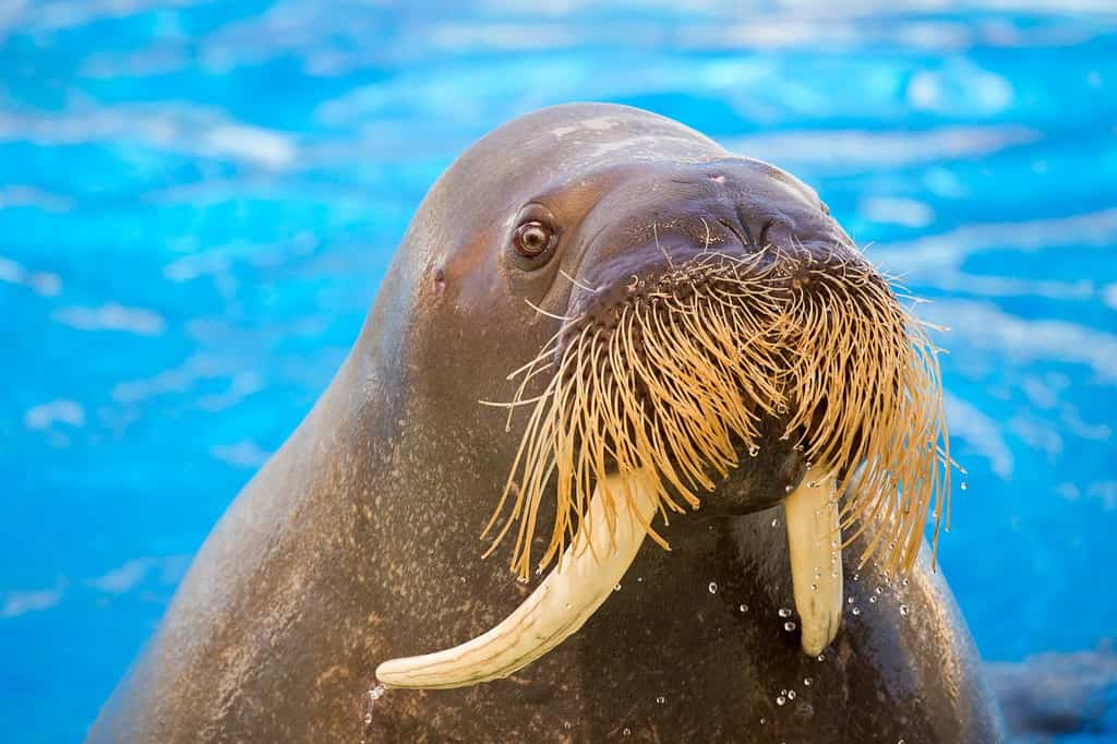 walrus habitat