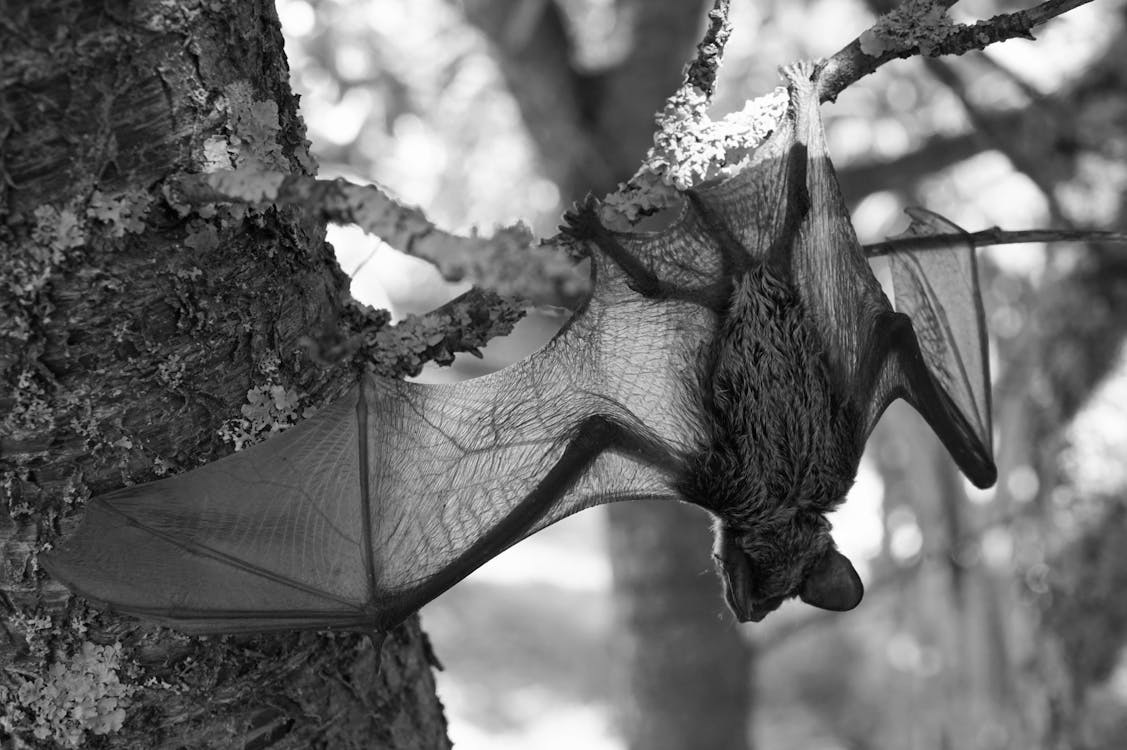 Bat Grayscale: Complete Guide to Grayscale Bat Images