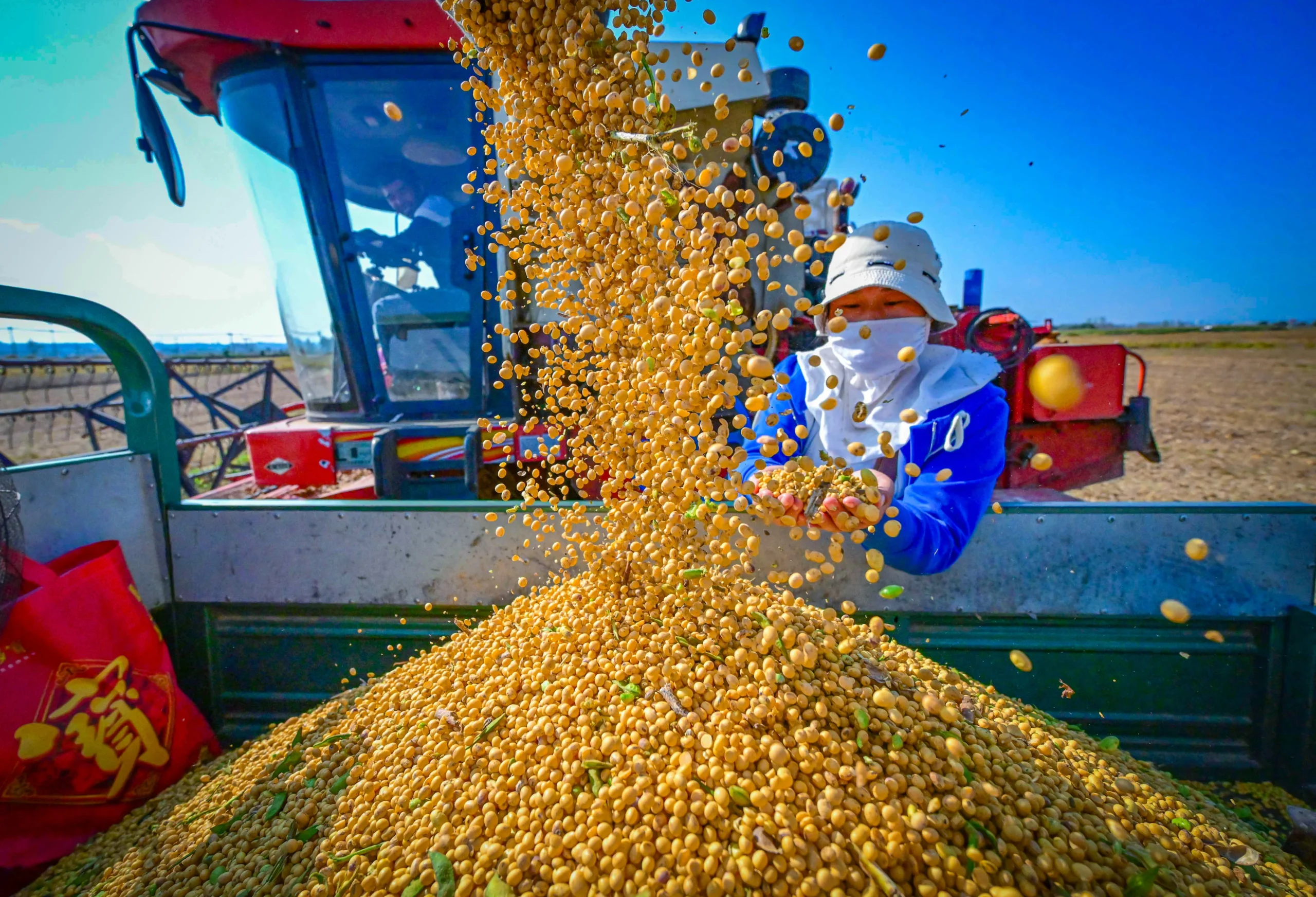 China Soybean Market: Imports, Trends & Future Outlook